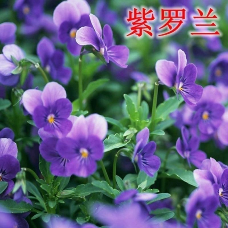 紫罗兰花种子多年室内阳台盆栽四季易种花卉春播夏播秋播