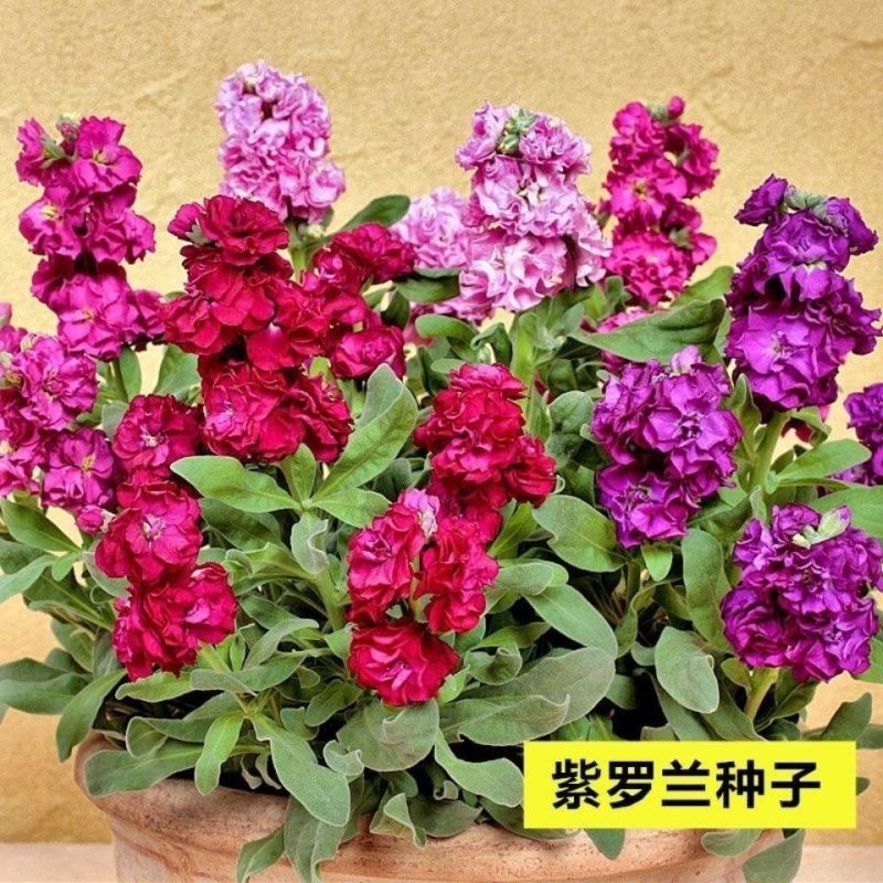 紫罗兰花种子多年室内阳台盆栽四季易种花卉春播夏播秋播