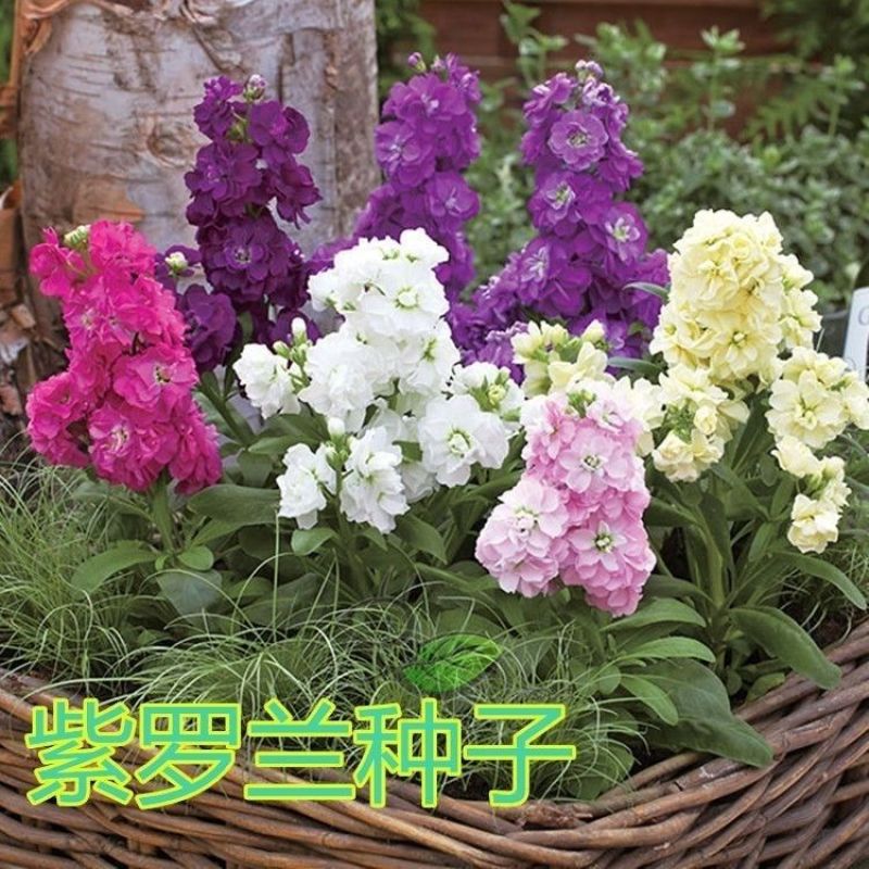 紫罗兰花种子多年室内阳台盆栽四季易种花卉春播夏播秋播