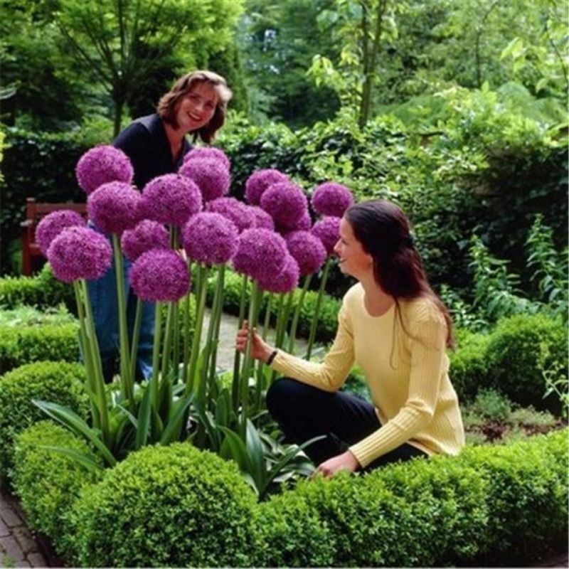 大花葱种子花籽四季开花易种植花卉绿植庭院盆栽花园花海植物