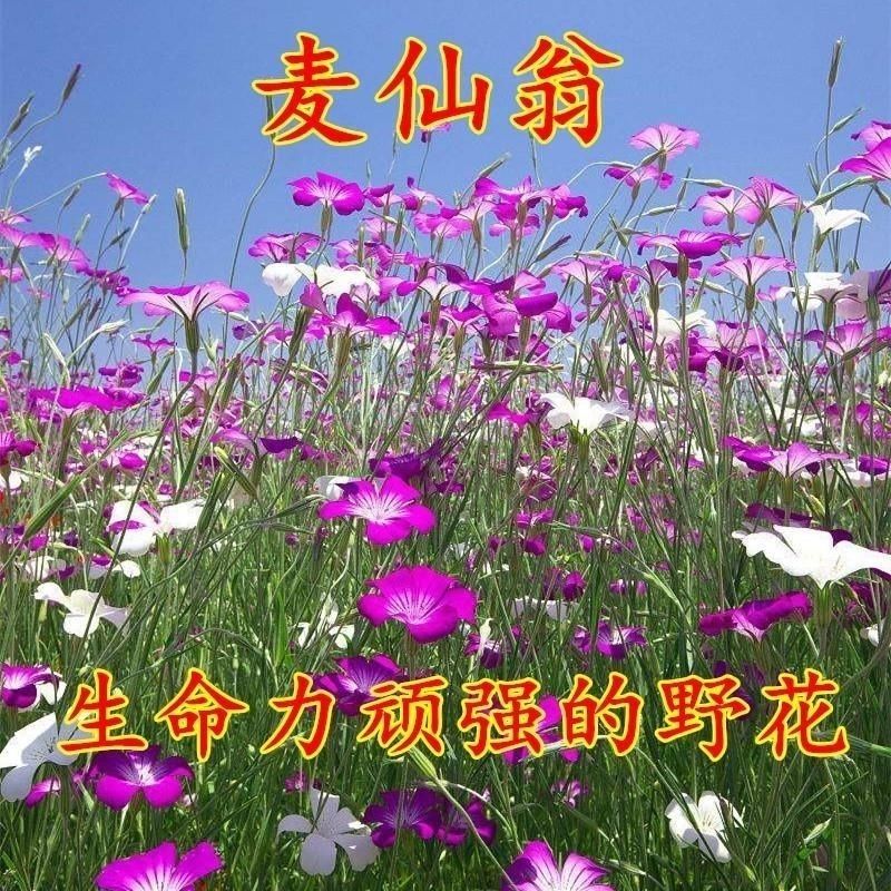 麦仙翁种子四季播种易活开花不断庭院死不了的太阳花盆栽室内