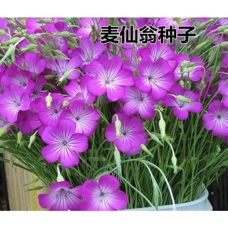 麦仙翁种子四季播种易活开花不断庭院死不了的太阳花盆栽室内