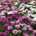 南非万寿菊种子四季播种园林绿化庭院阳台菊花种子万寿非洲菊