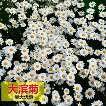 大滨菊种子西洋滨菊大白菊观赏花卉盆栽花海多年生花期长地被