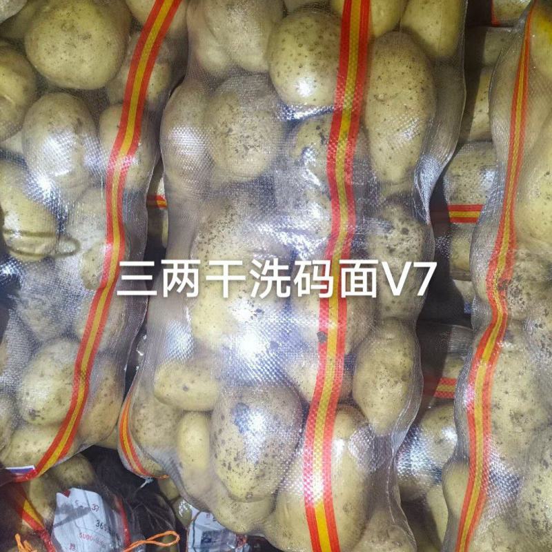 河北承德产地V7土豆自己种植基地一手货源欢迎致电合作