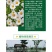 大滨菊种子西洋滨菊大白菊观赏花卉盆栽花海多年生花期长地被