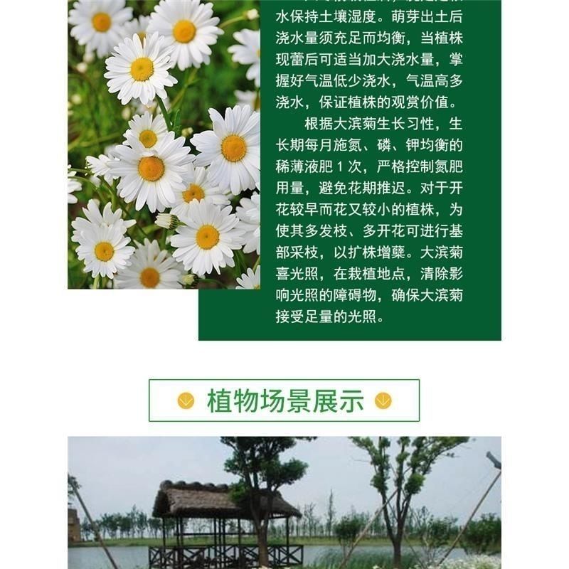 大滨菊种子西洋滨菊大白菊观赏花卉盆栽花海多年生花期长地被