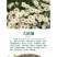 大滨菊种子西洋滨菊大白菊观赏花卉盆栽花海多年生花期长地被