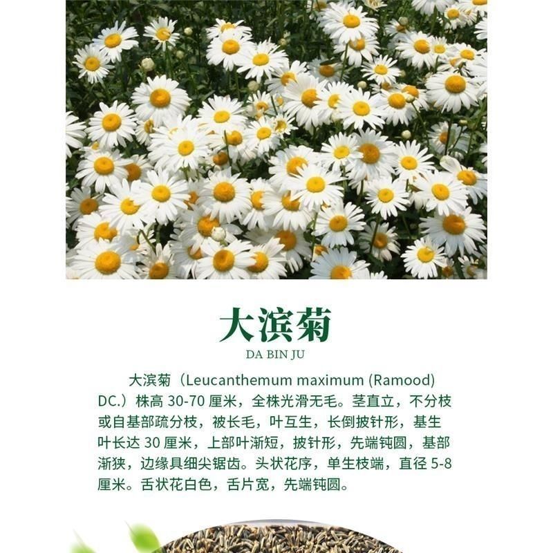 大滨菊种子西洋滨菊大白菊观赏花卉盆栽花海多年生花期长地被