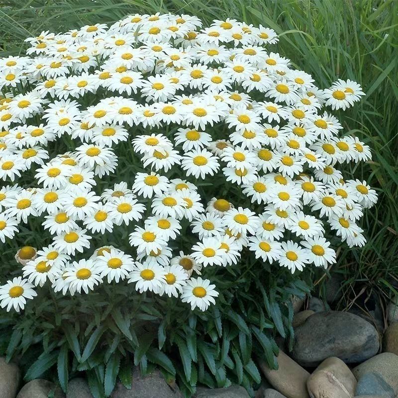 大滨菊种子西洋滨菊大白菊观赏花卉盆栽花海多年生花期长地被