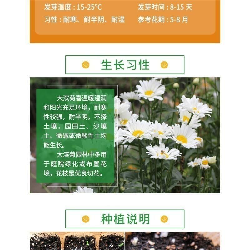 大滨菊种子西洋滨菊大白菊观赏花卉盆栽花海多年生花期长地被