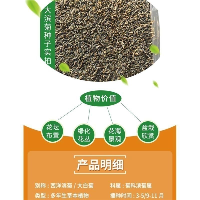 大滨菊种子西洋滨菊大白菊观赏花卉盆栽花海多年生花期长地被