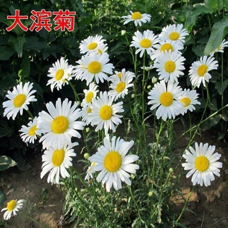 大滨菊种子西洋滨菊大白菊观赏花卉盆栽花海多年生花期长地被