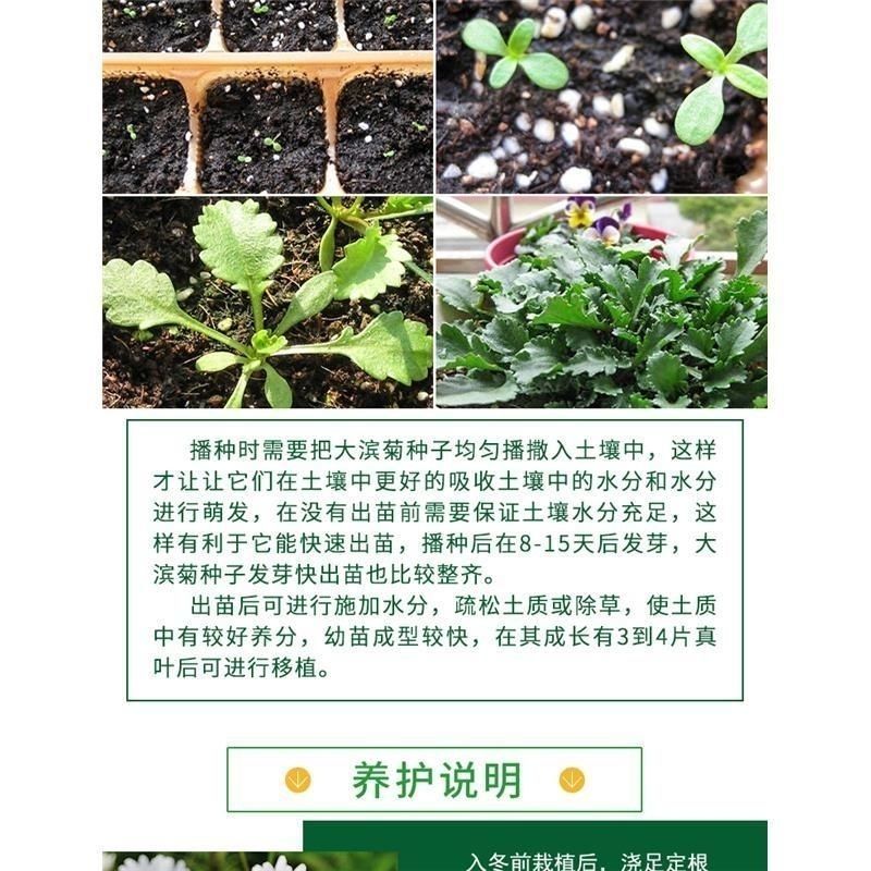 大滨菊种子西洋滨菊大白菊观赏花卉盆栽花海多年生花期长地被