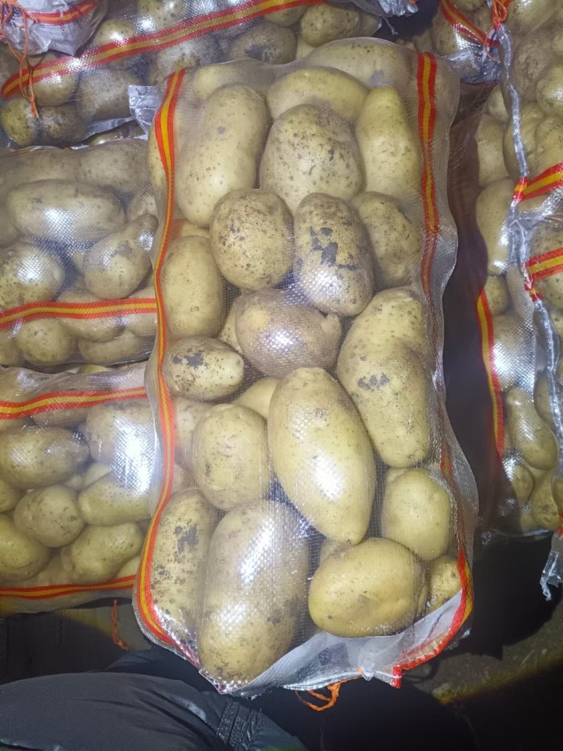 河北承德产地V7土豆自己种植基地一手货源欢迎致电合作