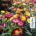 优质麦秆菊种子麦杆菊蜡菊花种籽景观花海用花工程绿化花卉花
