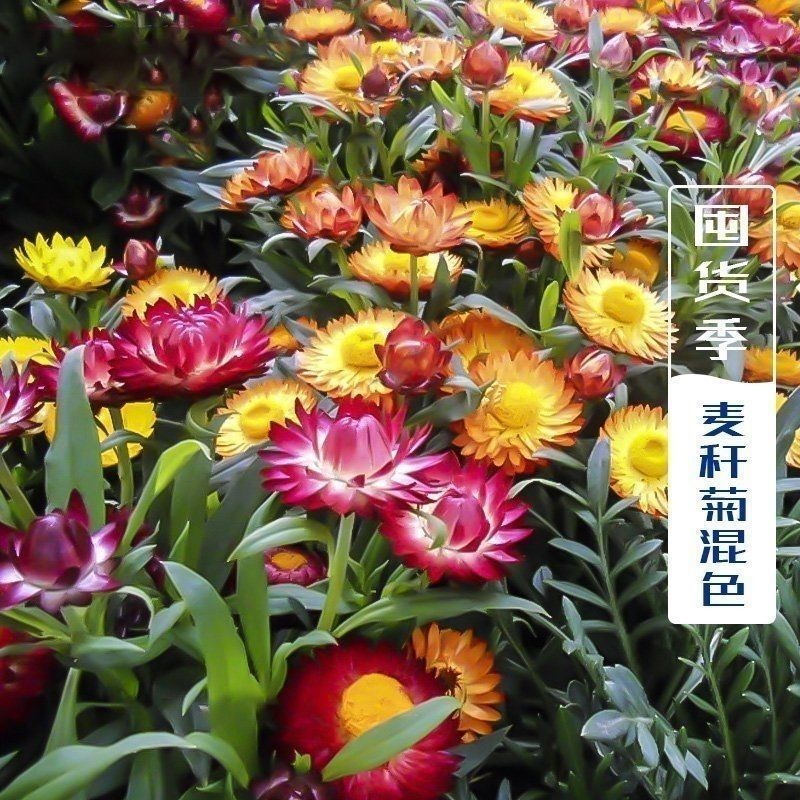 优质麦秆菊种子麦杆菊蜡菊花种籽景观花海用花工程绿化花卉花
