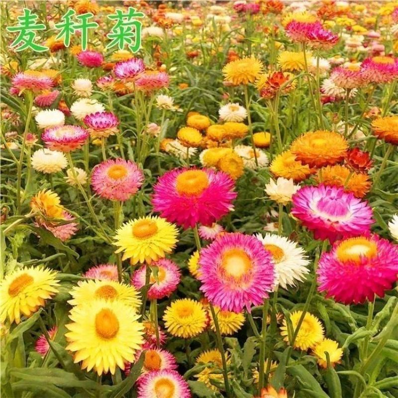 优质麦秆菊种子麦杆菊蜡菊花种籽景观花海用花工程绿化花卉花