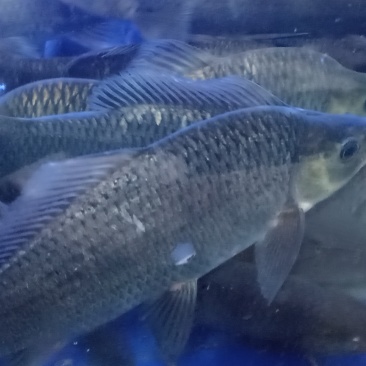 鱼