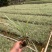 银边草