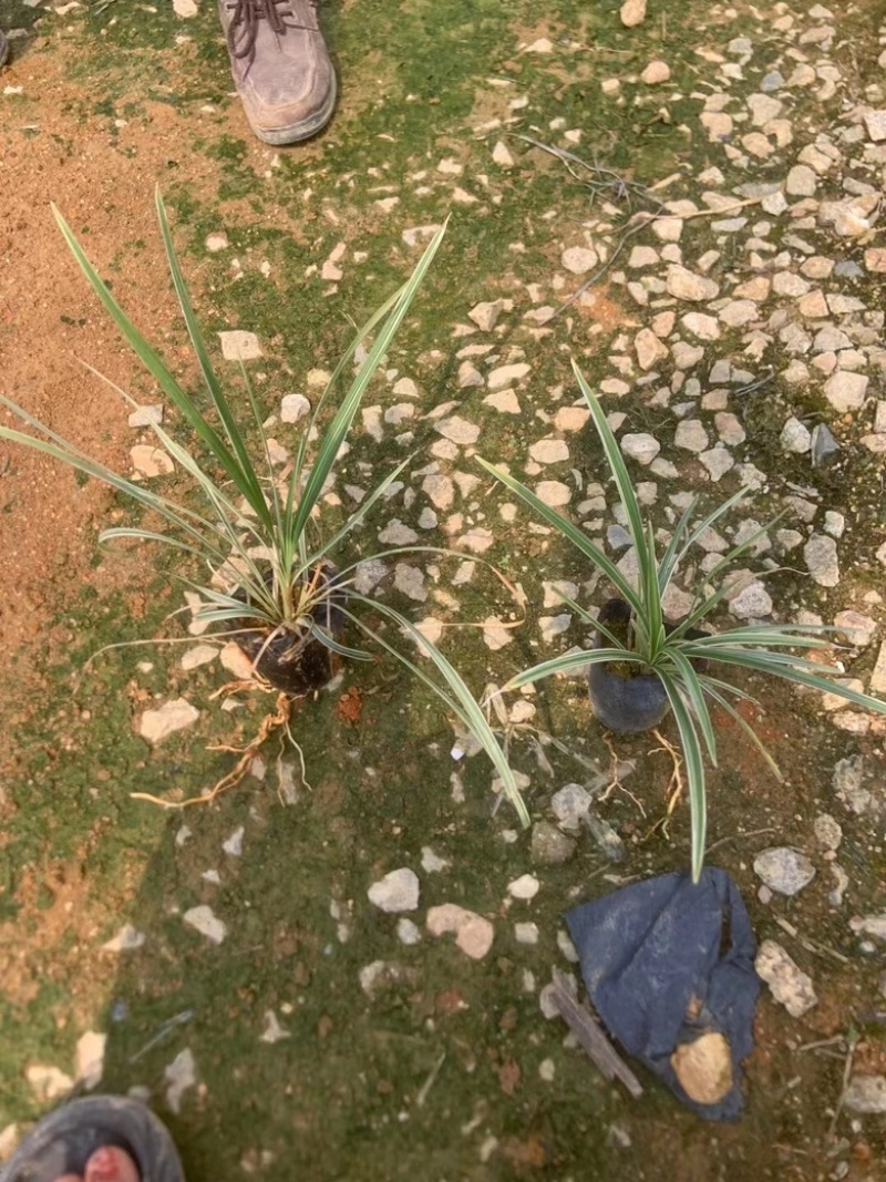 银边草