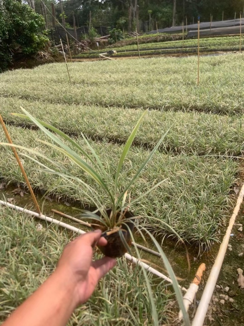 银边草