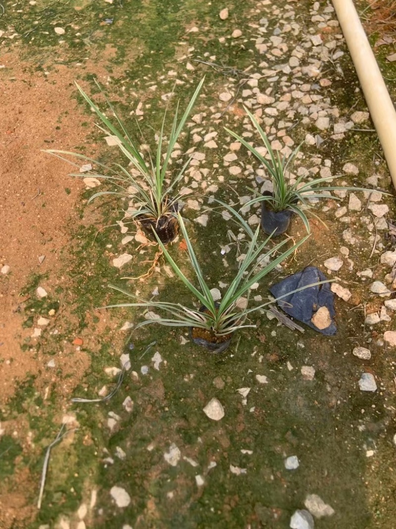 银边草
