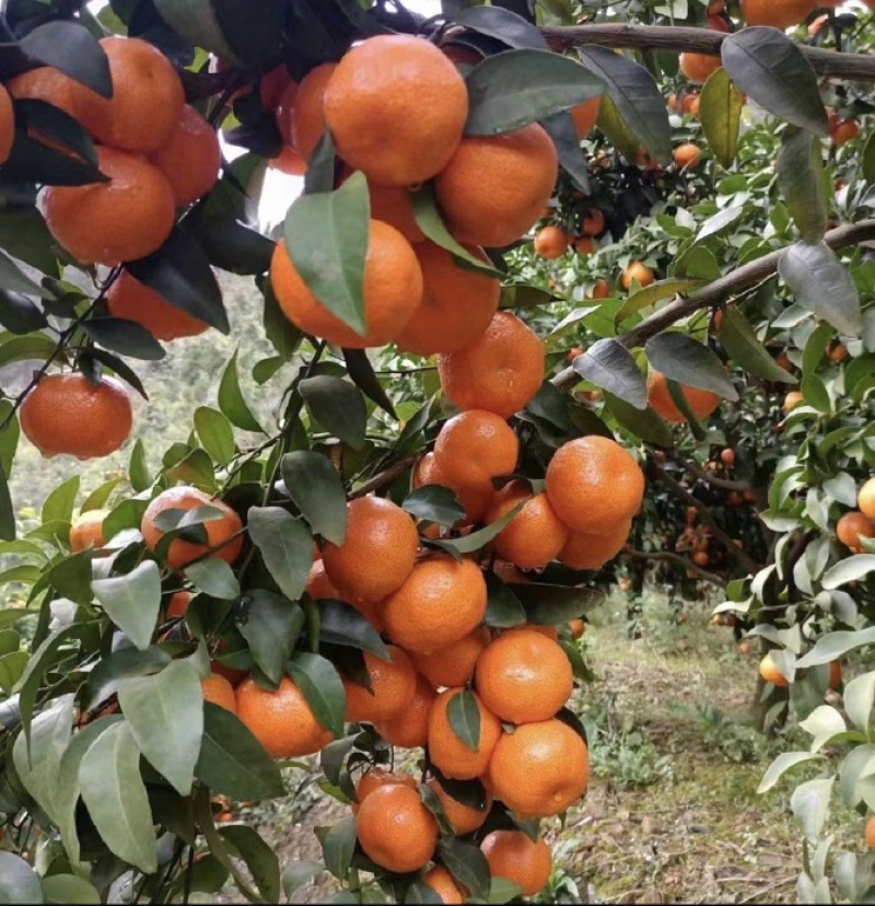 广西沙糖桔柔软多汁果皮极薄果纯甜化渣无核品质保证