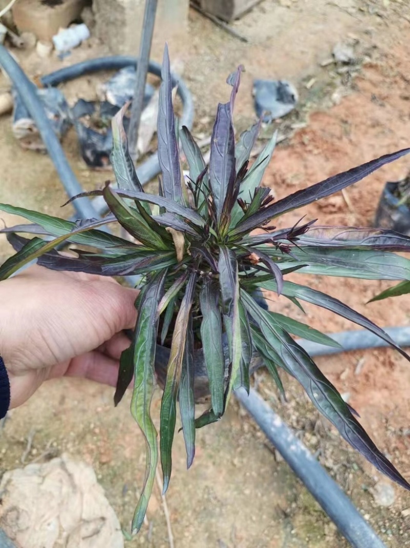 矮化翠芦莉