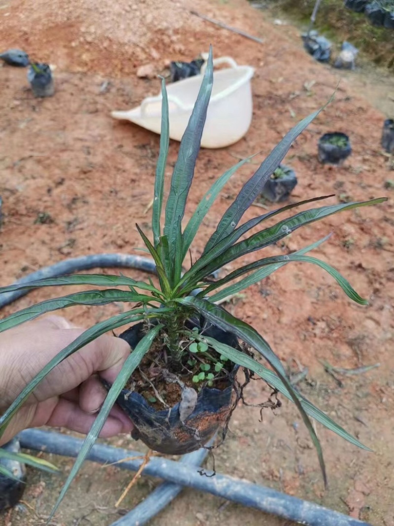 矮化翠芦莉