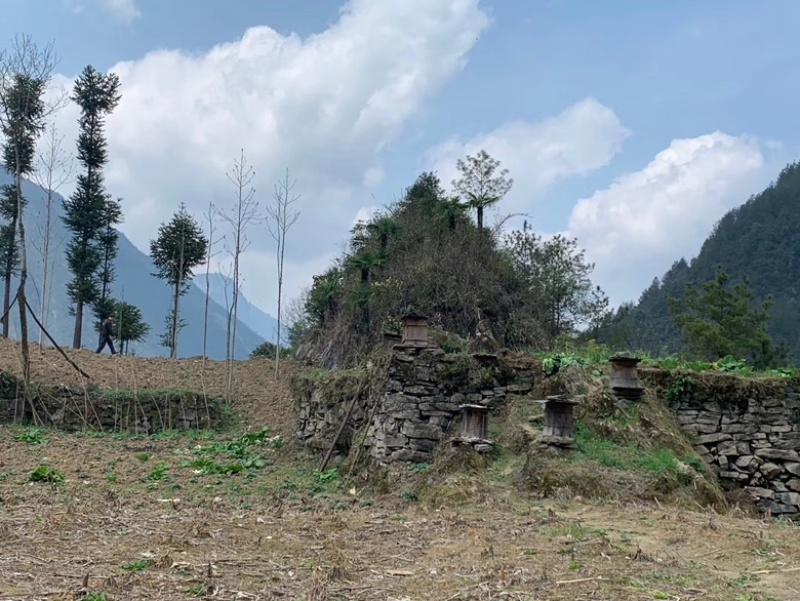 高山土蜂蜜