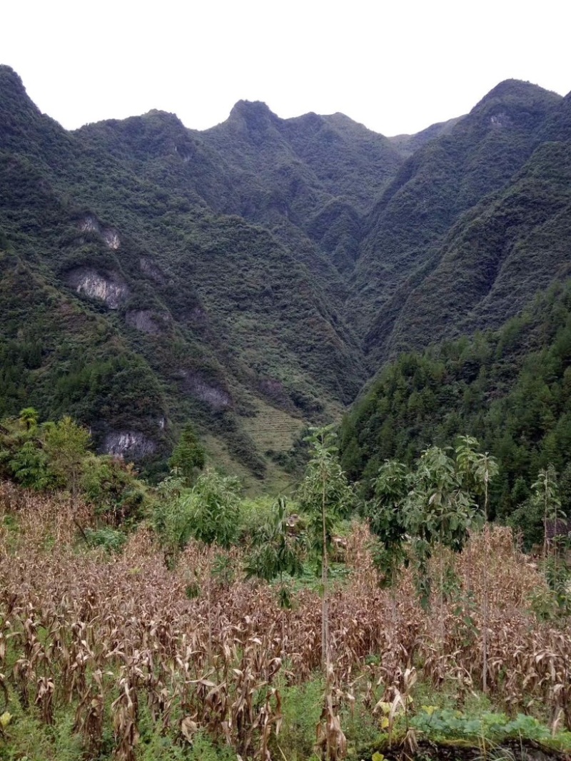 高山土蜂蜜