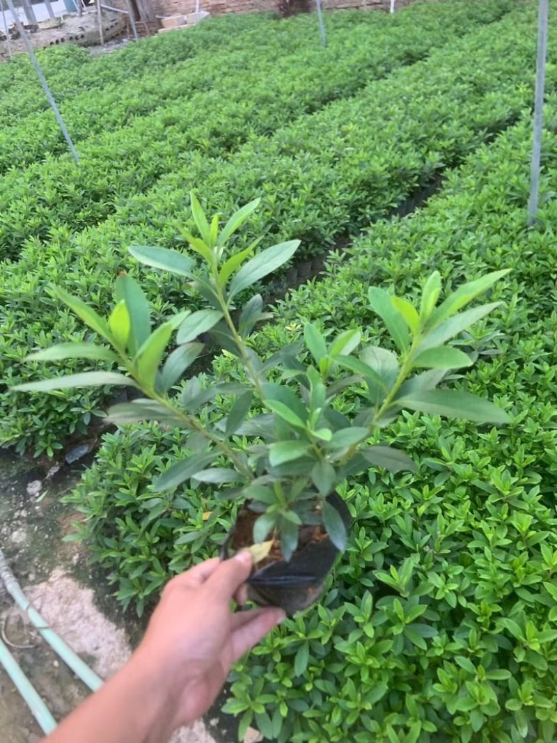 毛杜鹃