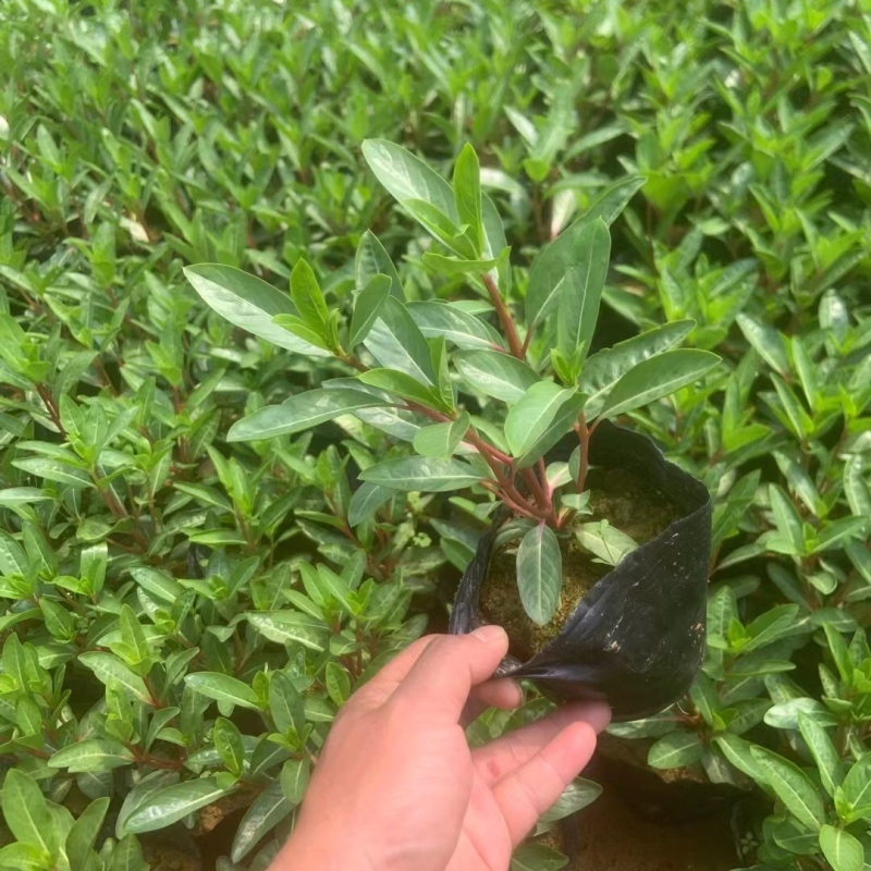 长春花