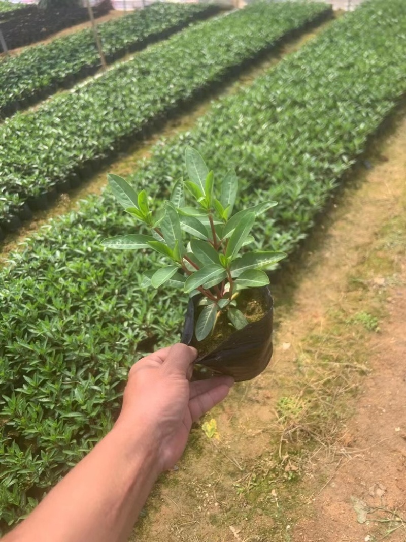 长春花