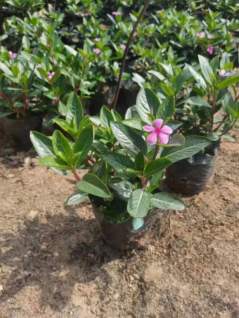 长春花
