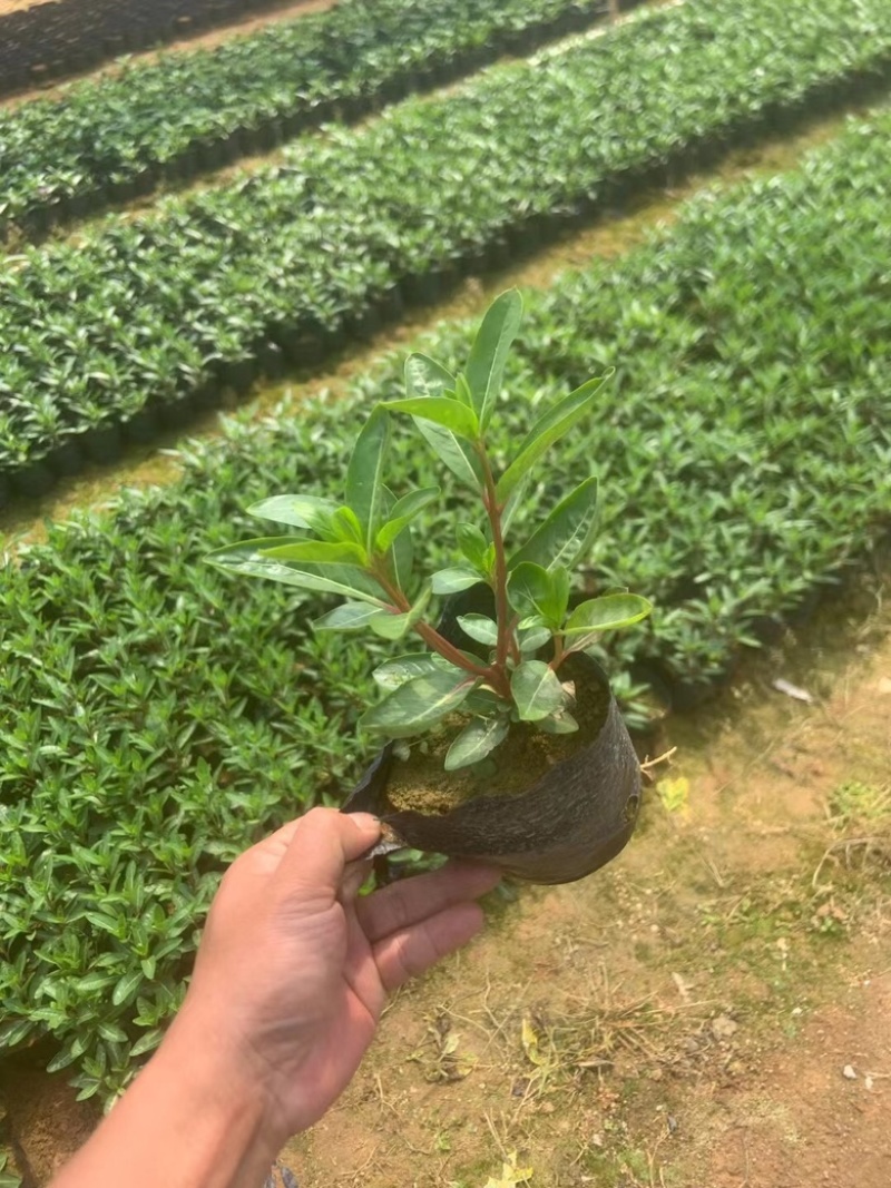 长春花