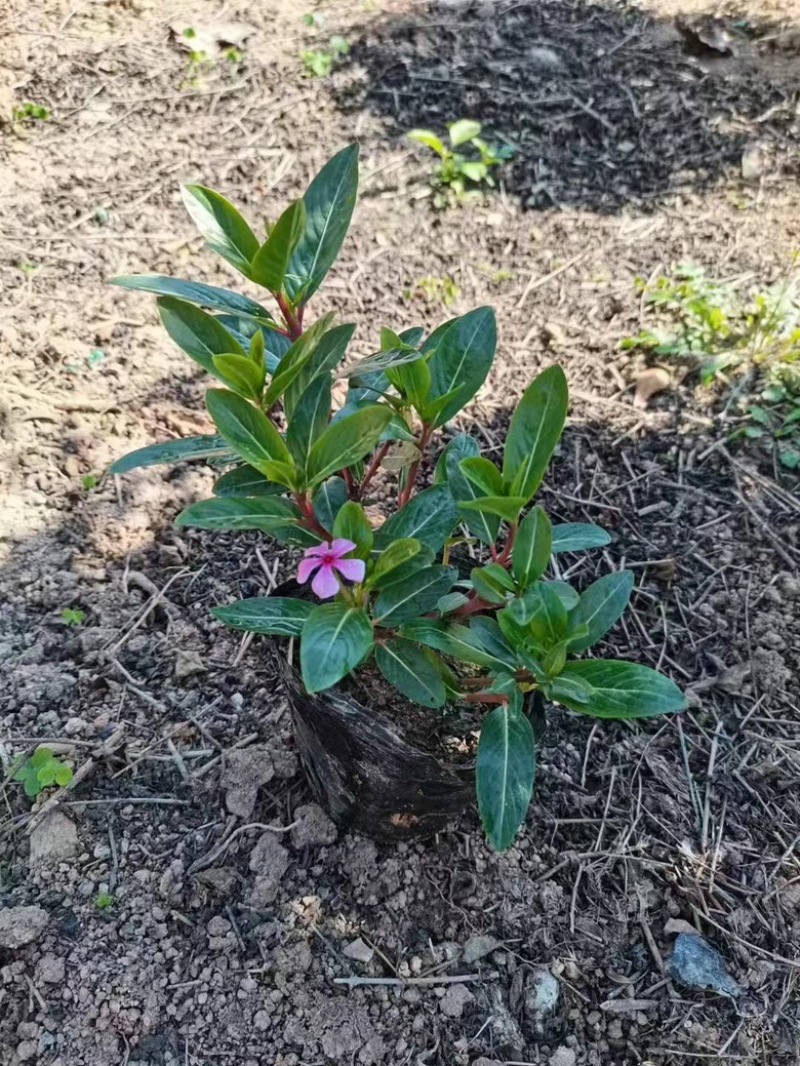 长春花