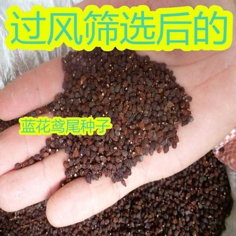 蓝花鸢尾种子兰蓝蝴蝶鸽子花燕尾盆栽中国鸢尾沃美鸢尾花种籽