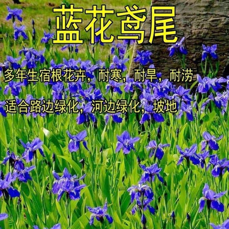 蓝花鸢尾种子兰蓝蝴蝶鸽子花燕尾盆栽中国鸢尾沃美鸢尾花种籽
