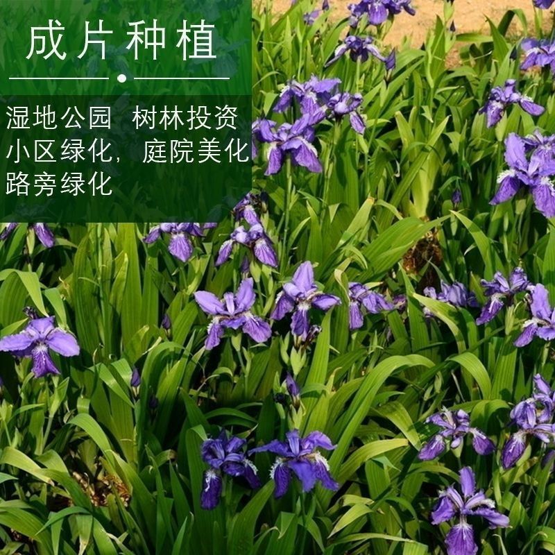 蓝花鸢尾种子兰蓝蝴蝶鸽子花燕尾盆栽中国鸢尾沃美鸢尾花种籽