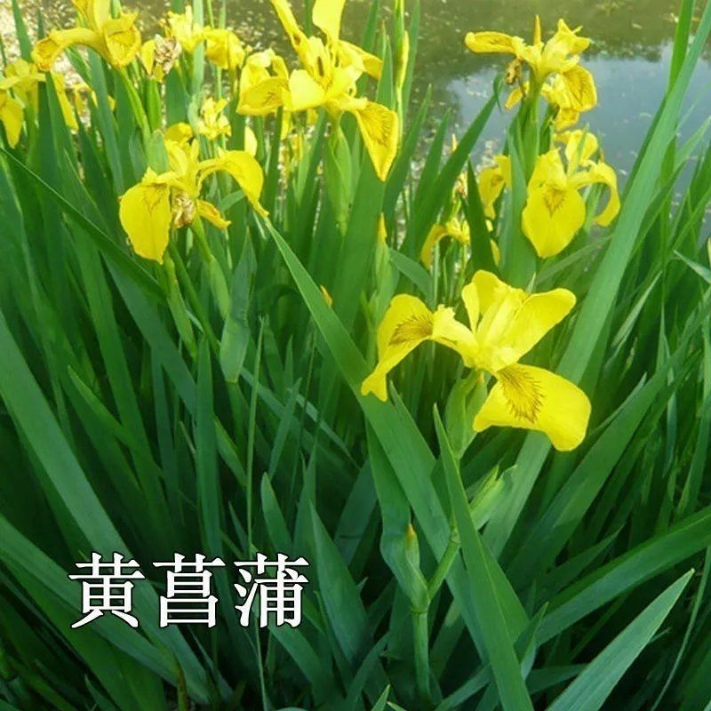 黄菖蒲种子挺水黄鸢尾宿根鸢尾黄花鸢尾种籽多年生水生植物花