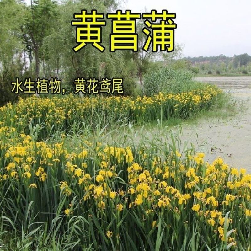 黄菖蒲种子挺水黄鸢尾宿根鸢尾黄花鸢尾种籽多年生水生植物花