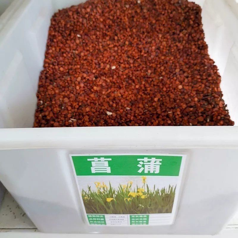 黄菖蒲种子挺水黄鸢尾宿根鸢尾黄花鸢尾种籽多年生水生植物花