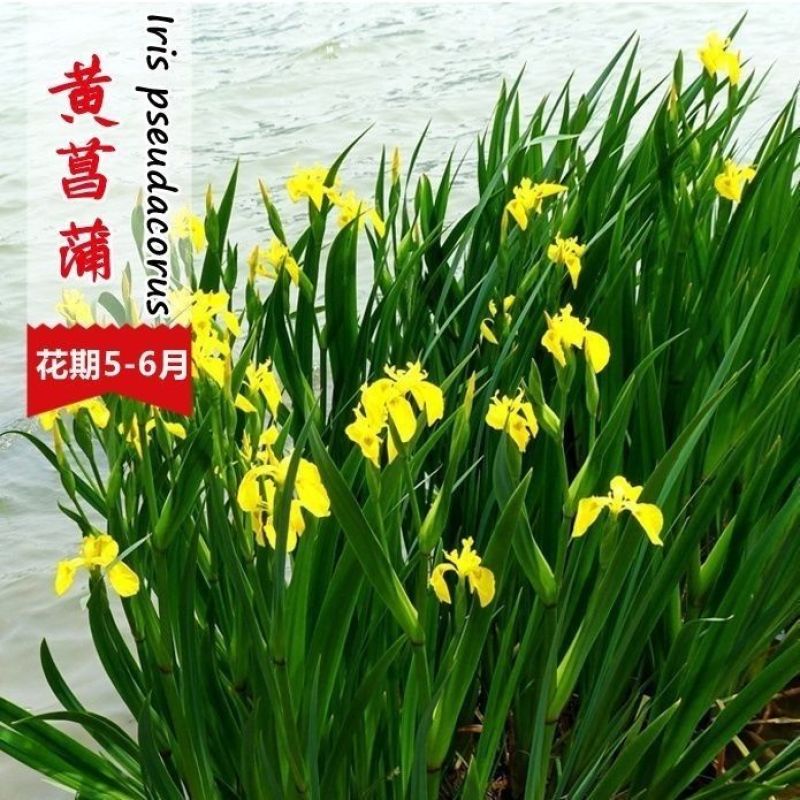 蓝花鸢尾种子草本花种籽子蝴蝶兰种子黄菖蒲种子鸢尾花种子易