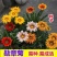 新勋章菊种子春秋播种易活混色勋章花籽多年生宿根庭院街道盆