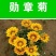 新勋章菊种子春秋播种易活混色勋章花籽多年生宿根庭院街道盆