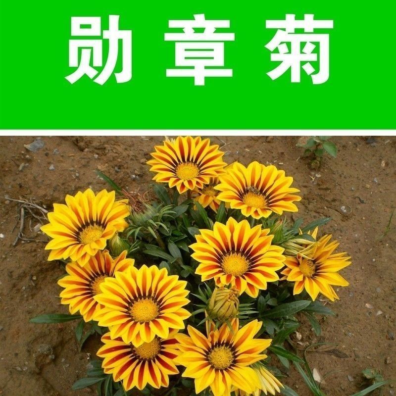 新勋章菊种子春秋播种易活混色勋章花籽多年生宿根庭院街道盆