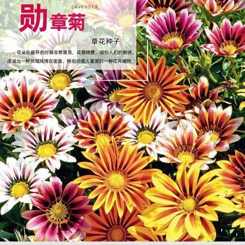 新勋章菊种子春秋播种易活混色勋章花籽多年生宿根庭院街道盆
