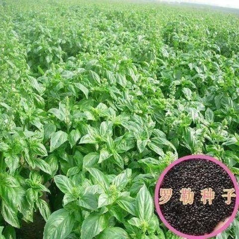 九层塔种子食用甜香罗勒种子蔬菜种子香草金不换阳台庭院种菜